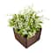 10" Lily-Of-The-Valley Flowers In Wood Box